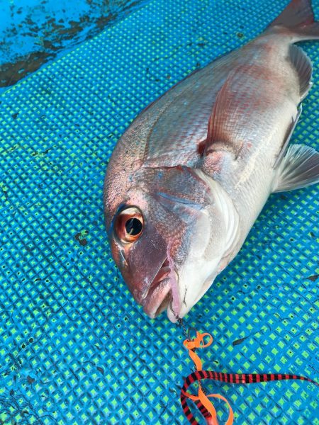 太平丸 釣果