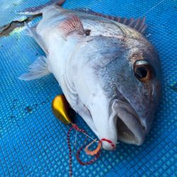 太平丸 釣果