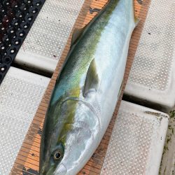 釣人家 釣果