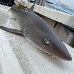 釣人家 釣果