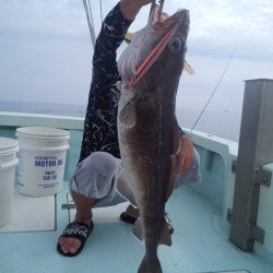 ひな丸 釣果