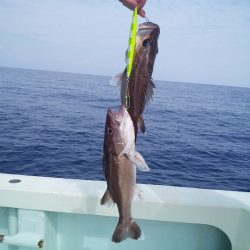 ひな丸 釣果