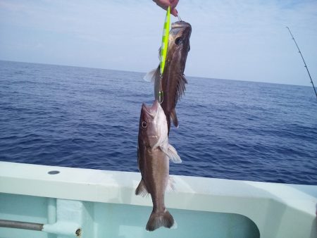 ひな丸 釣果