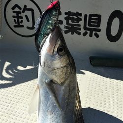 めだか屋 釣果