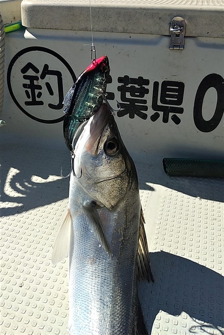 めだか屋 釣果