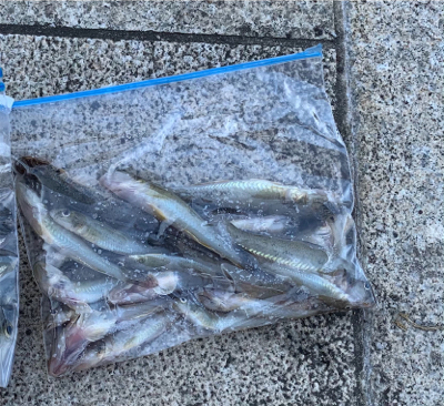 湾奥河川〜ハゼ釣り