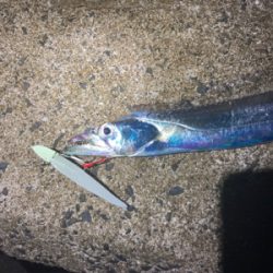 太刀魚、ヒラ