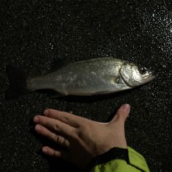 雨の中ナイトシーバスにて