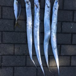 鯖に始まり良型アジ１匹＆太刀魚4本