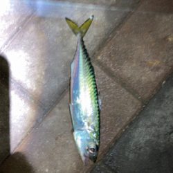 加太よりこっちの方が釣果大きい