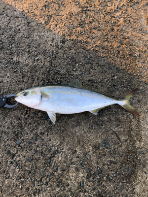 まだ少し青物