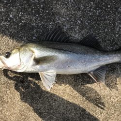 仕事終わりの短時間釣行其の四