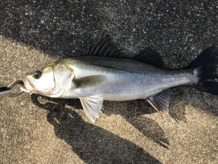 仕事終わりの短時間釣行其の四