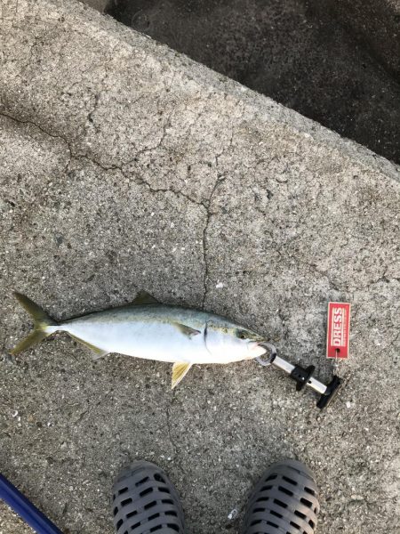 10月12日神戸トップで青物