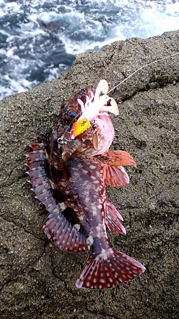 うねりが強い中釣行