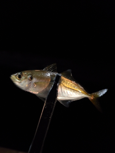 久しぶりの釣り