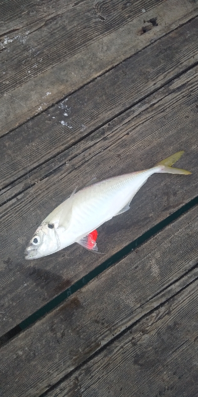 大荒アジ釣り