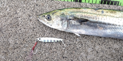 気温低下の中での釣果