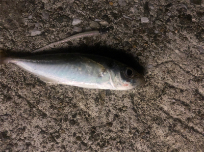 フロート太刀魚