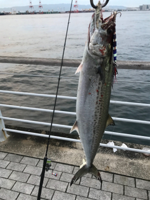 コスモスクエア釣果