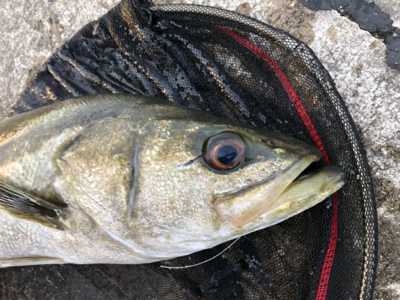 アジの泳がせでスズキが釣れました