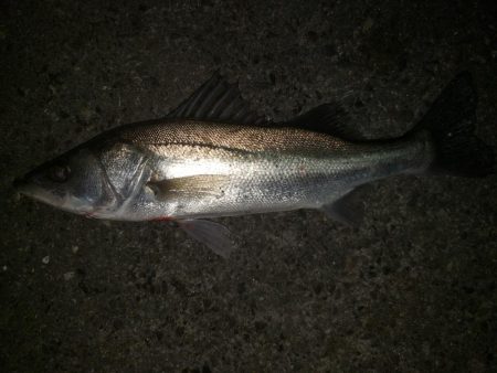 夜練釣行