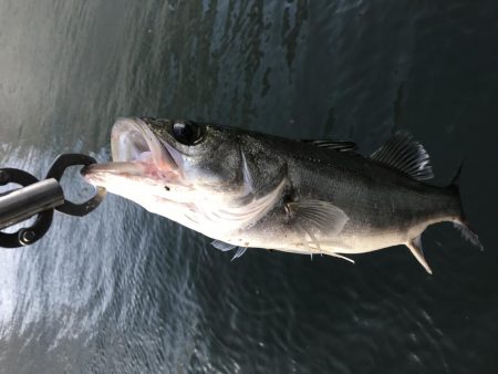 仕事終わりの短時間釣行其の四