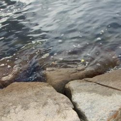 南芦屋浜　今期初サヨリ