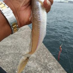 ピークを迎えた播磨新島のキス