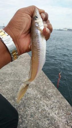 ピークを迎えた播磨新島のキス