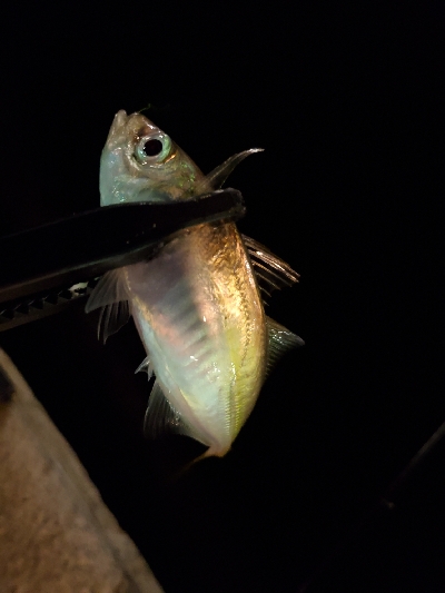 久しぶりの釣り