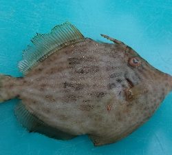 関西 カワハギ 陸っぱり 釣り 魚釣り 釣果情報サイト カンパリ