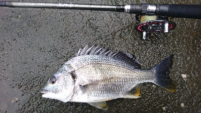 雨の釣行