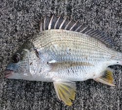 やっぱり上げが釣れる