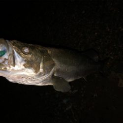 短時間釣行