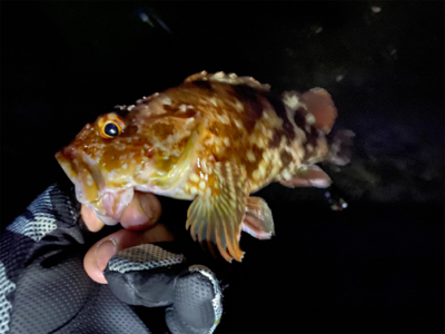 アジングまでは良かったのですが、青物撃沈、、、