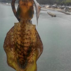 台風は、それたがイカは❓