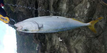 初心者磯釣り師ハマチを釣るの巻き