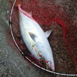 ようやく湾奥にも秋が