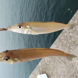 ピークを迎えた播磨新島のキス