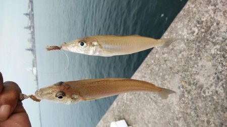 ピークを迎えた播磨新島のキス