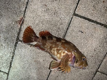 本気のサビキ釣り