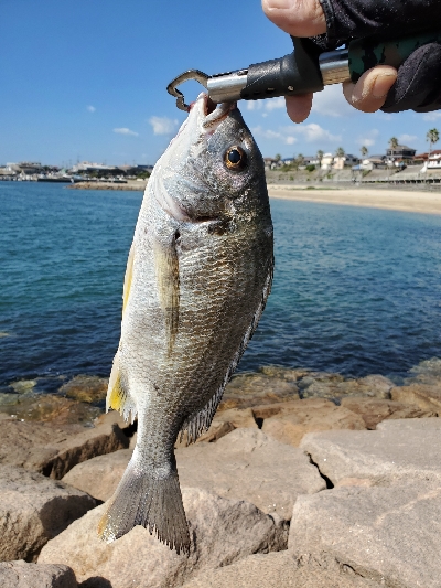 青物を求めて……