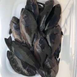 テトラでウキ釣り