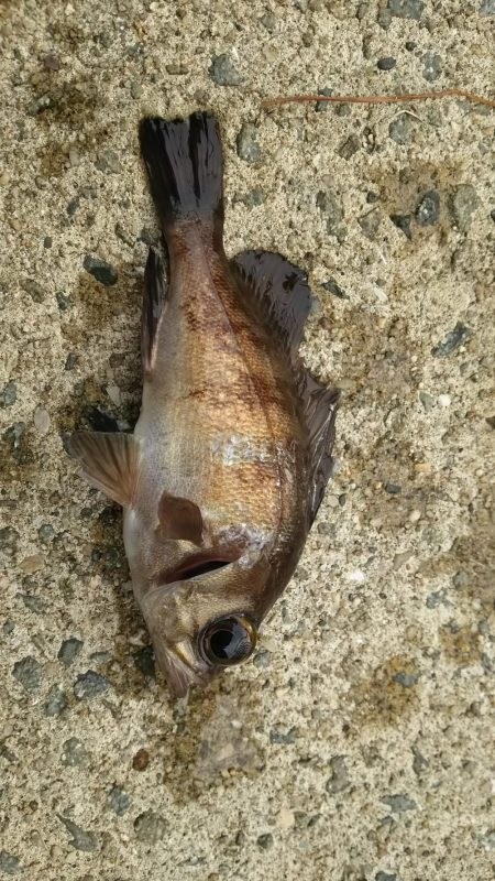 エビ撒き釣りで六目達成♪