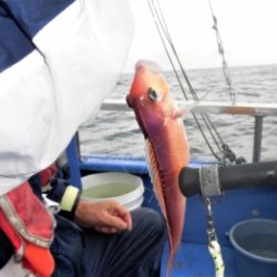 鯛紅丸 釣果