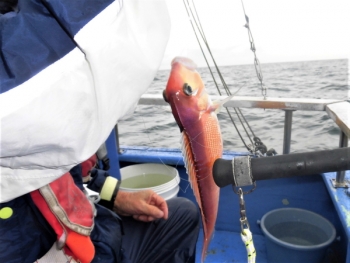 鯛紅丸 釣果