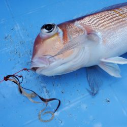 珀宝丸 釣果