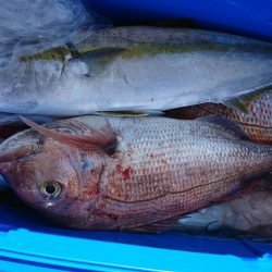 海龍丸（福岡） 釣果