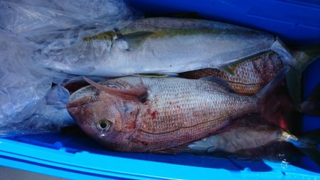 海龍丸（福岡） 釣果